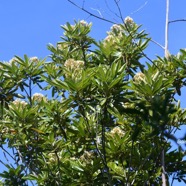 Cossinia pinnata Bois de Judas Sapindaceae  Endémique La Réunion, Maurice 1399.jpeg